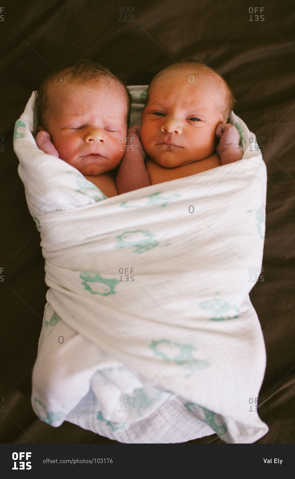 Twins Swaddled Together Stock Photo Offset