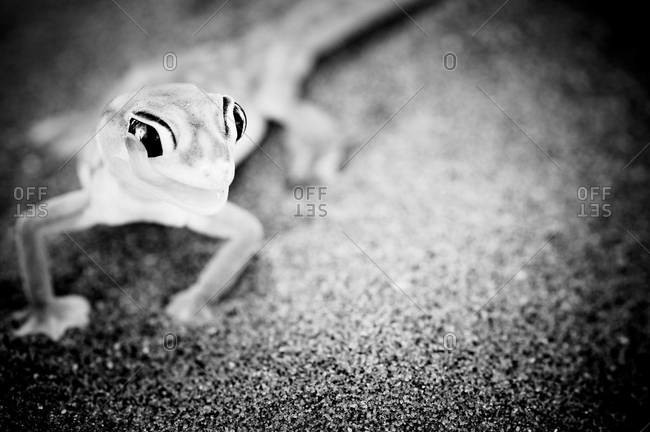 Namib dune gecko in the Namib Desert