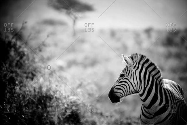 Burchell's zebra in Umfolozi national park in South Africa