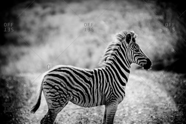 Young Burchell's zebra in Umfolozi national park in South Africa