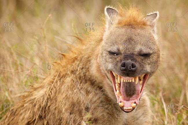 Laughing hyena in Masai Mara, Kenya