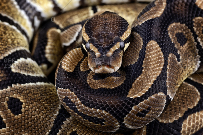 Royal Python Python Regius Partial View Stock Photo Offset - 