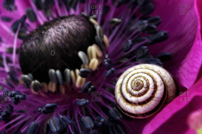 Detail of pink anemone with snail-shell on petal