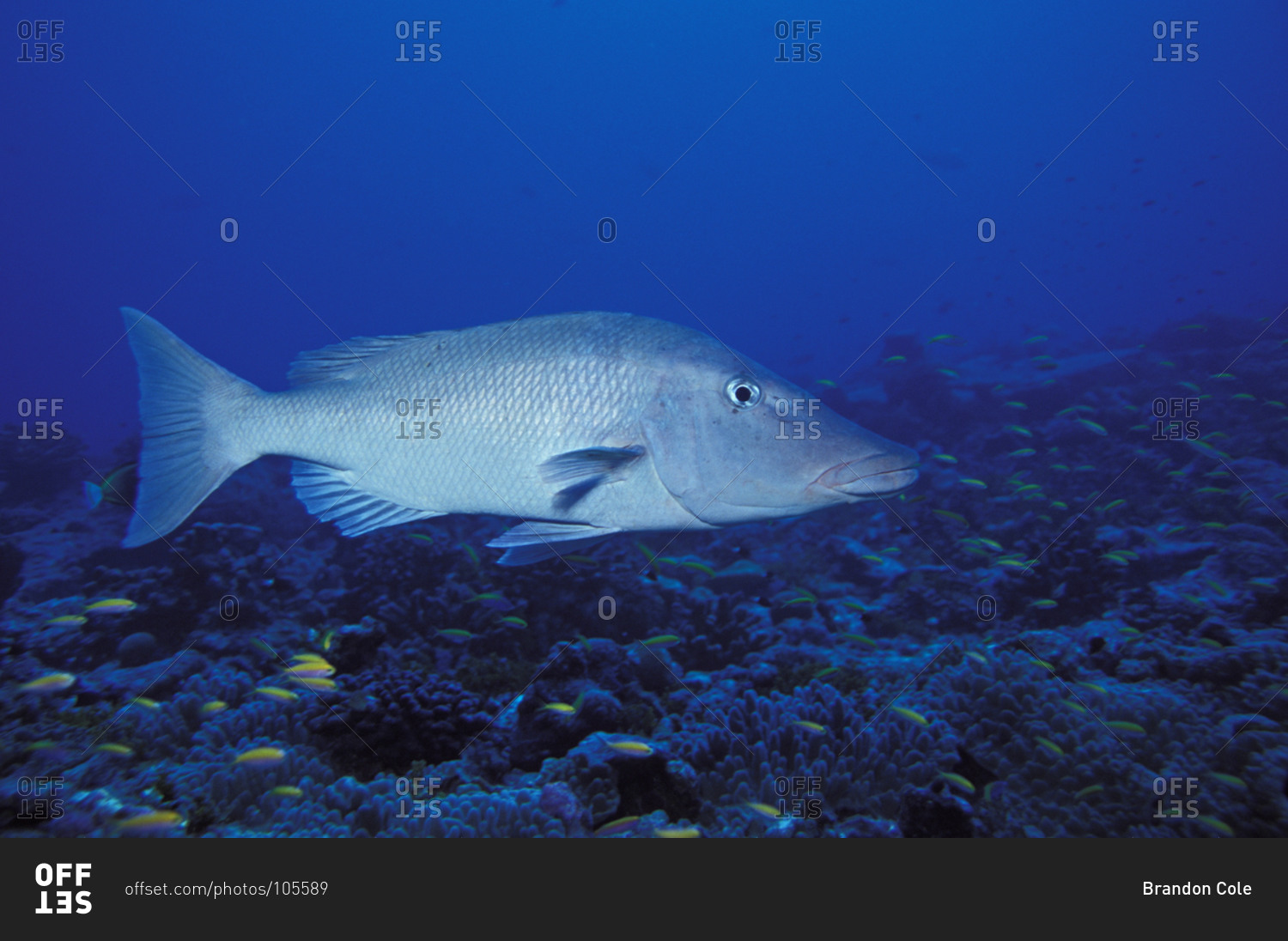 A Longface Emperor (Lethrinus olivaceus) fish swimming about the
