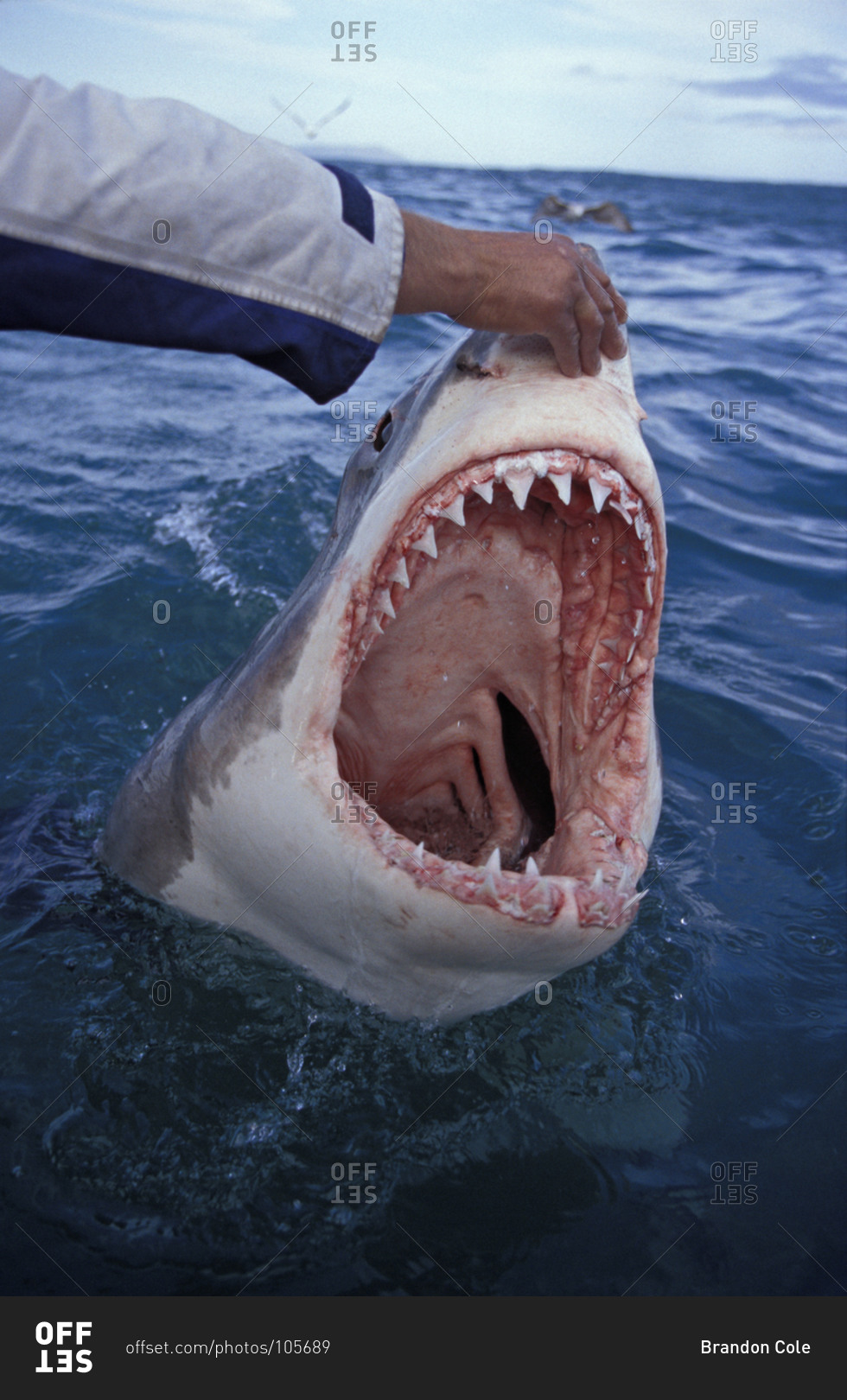 Shark With Mouth Open 50