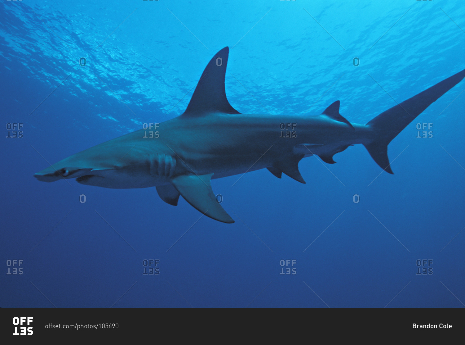Great Hammerhead Shark (Sphyrna mokarran), 10 foot long solitary