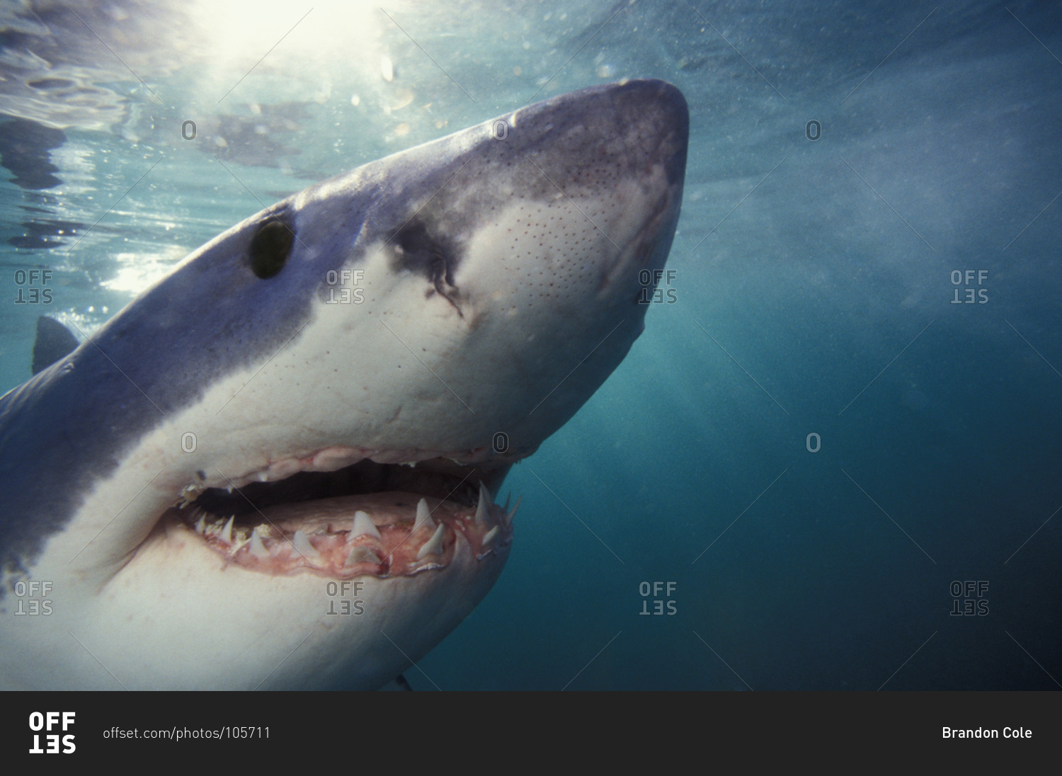 great-white-shark-carcharodon-carcharias-stock-photo-offset