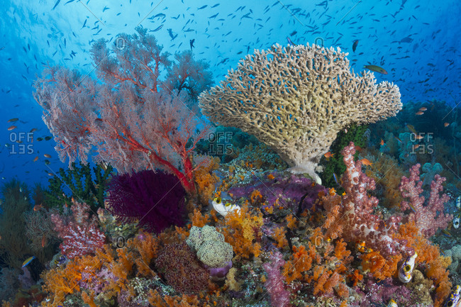 Healthy coral reef on which hard and soft corals, sponges, tunicates ...