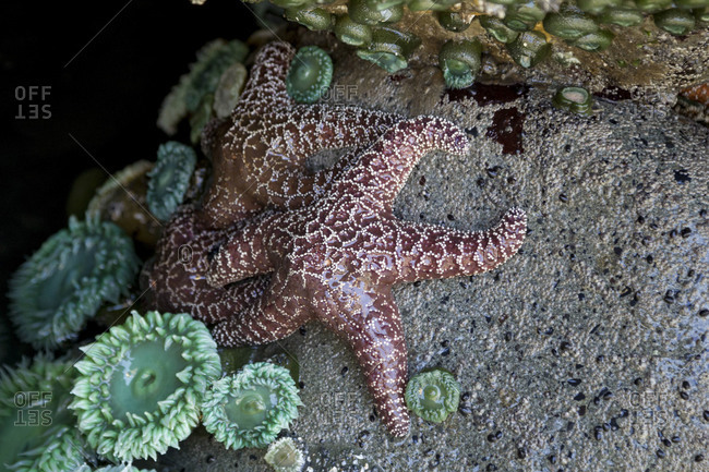 Starfish and sea urchins