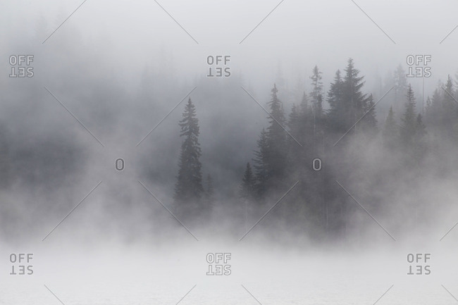 Foggy morning in Mount Hood National Forest, Oregon
