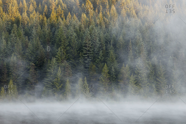 Foggy morning in Mount Hood National Forest, Oregon