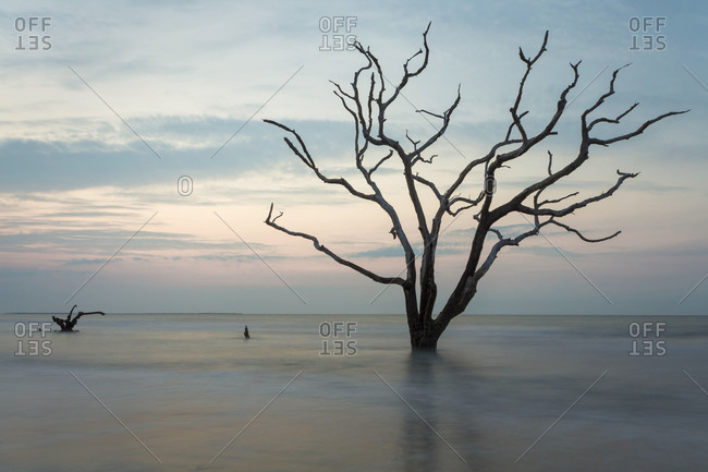 Dead tree holding out against the rising tide