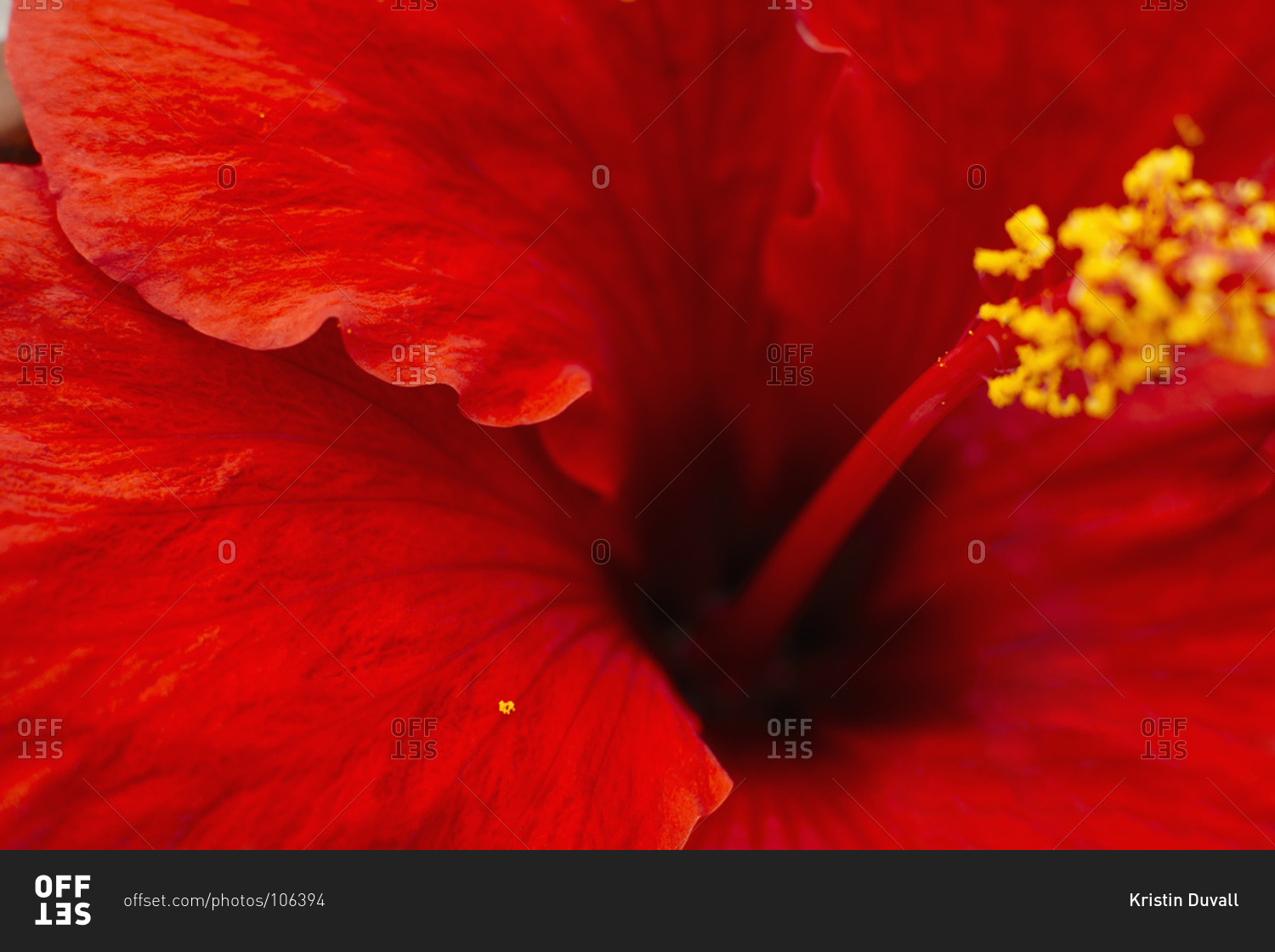 Close up of a red hibiscus flower