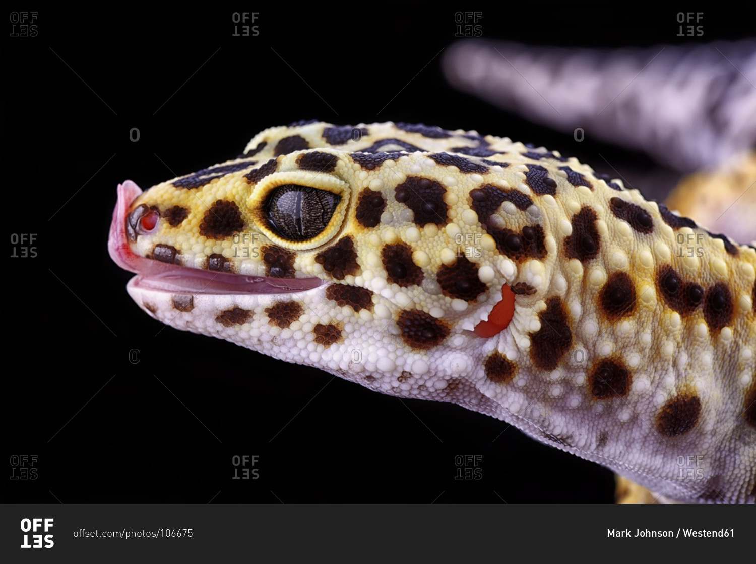 Sunglow Leopard Gecko, Eublepharis Macularius, Walking In Front Of