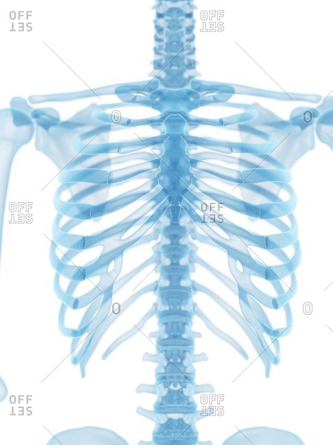 Thorax Stock Photos Offset