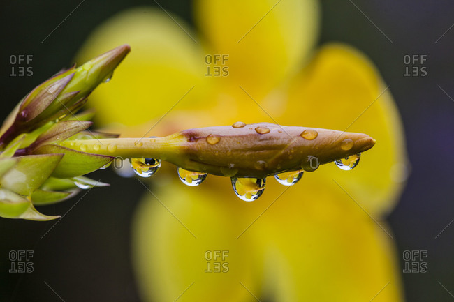 A yellow flower is refracted in water drops on the head of flower bud