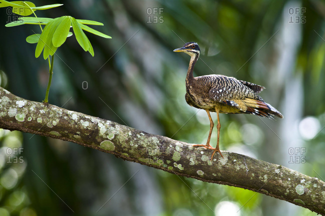 A Sunbittern perched on a branch in a clearing in a tropical rainforest