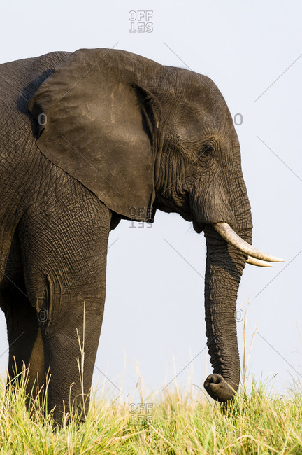 An African Elephant grazing on dry grass on a dry season floodplain