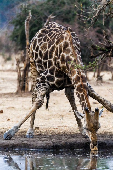 A Giraffe splays it's long legs to drink from a dry season waterhole