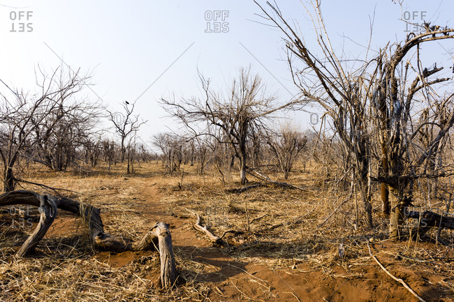 A stand of combretum Mocambiquensis during the dry season after being fed on by elephants