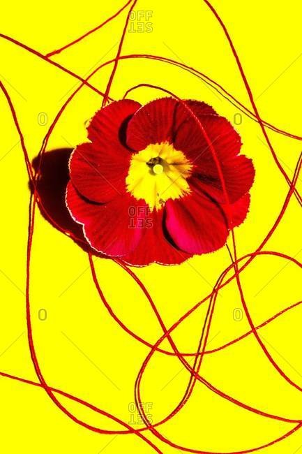 Red flower and string