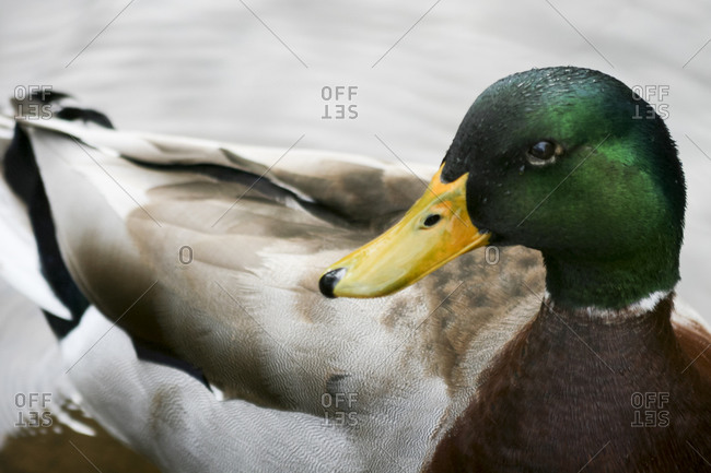 Mallard duck, close up