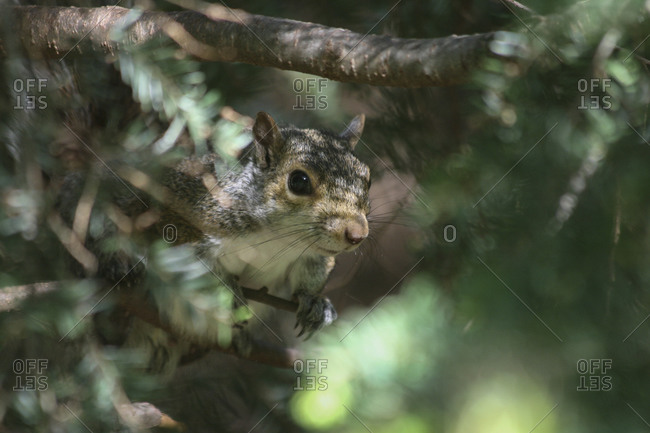 Squirrel in disguise, close up