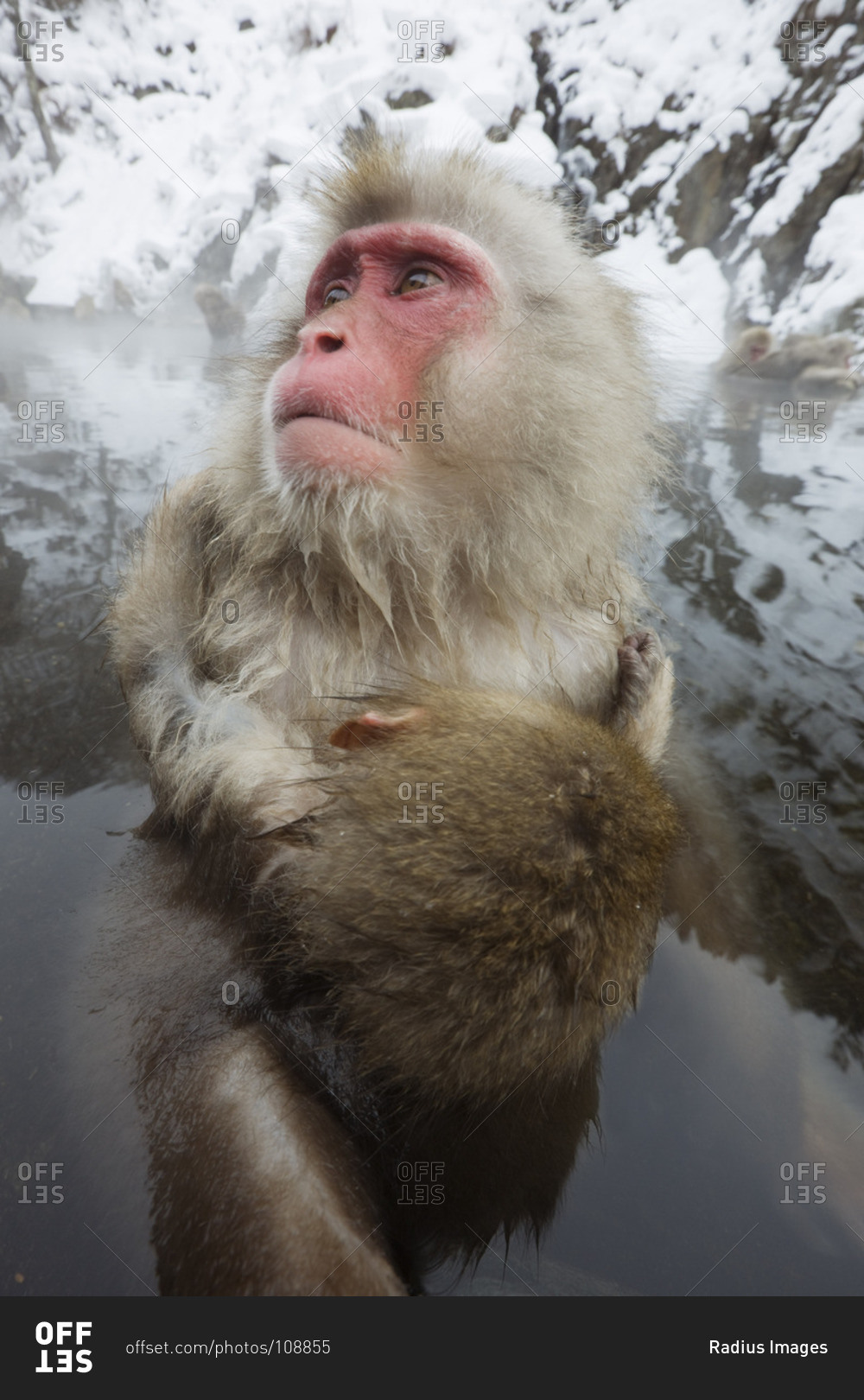 Mother and young japanese macaques in Jigokudani Onsen