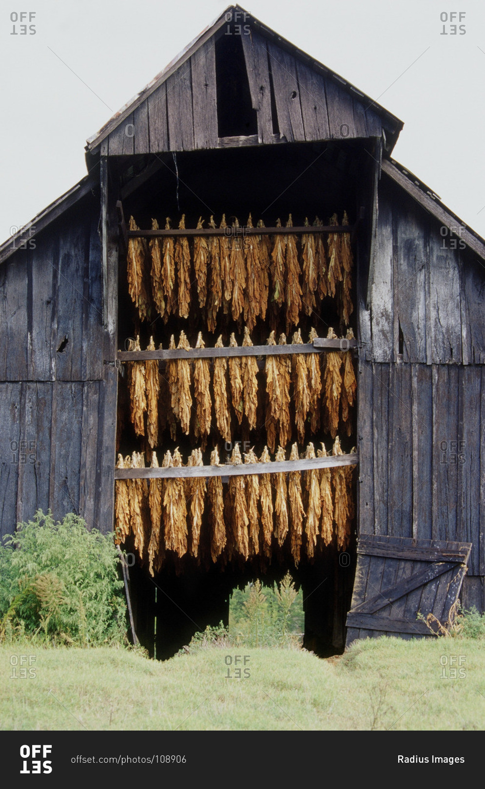 Tobacco Drying In Barn Stock Photo Offset