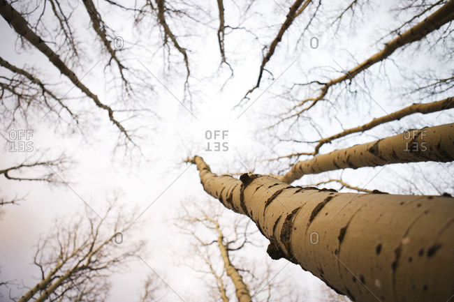 Bare aspen trees - Offset Collection