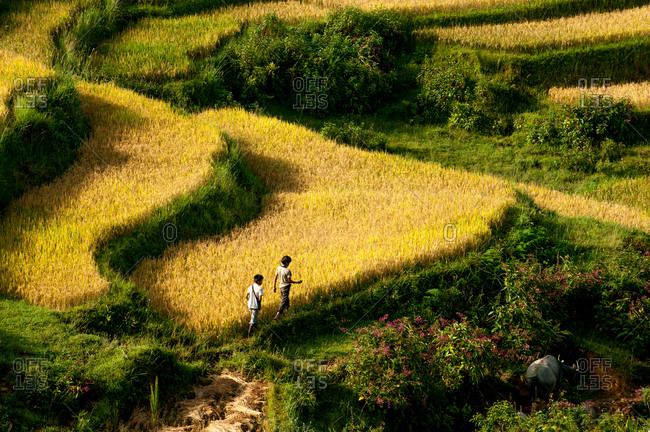 Two boys walking on a path through rice terraces in Sapa, Vietnam