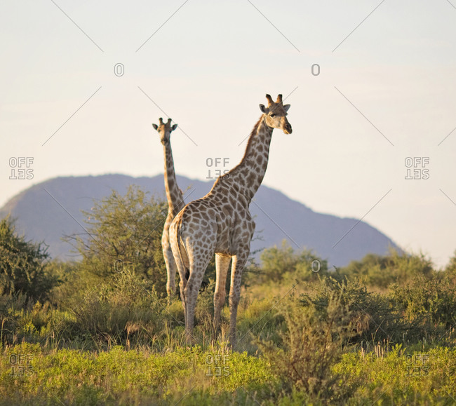 Two giraffes graze in the Gocheganas Wildlife Refuge in the highlands of central Namibia