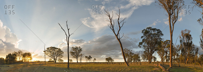 Scattered stems of dead trees and eucalyptus trees at sunset, Arding, New South Wales, Australia