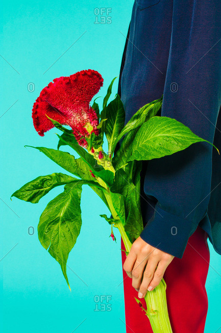 Mid-section of a woman holding an exotic flower