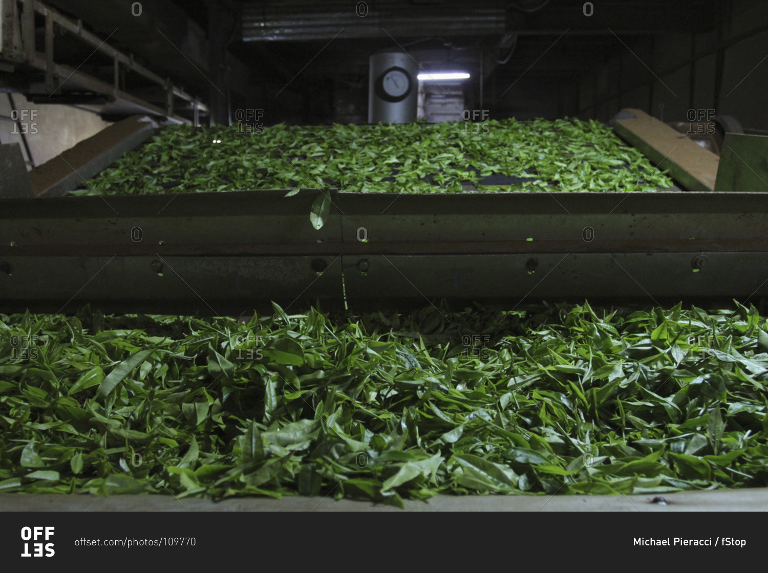Green tea leaves on conveyor belt