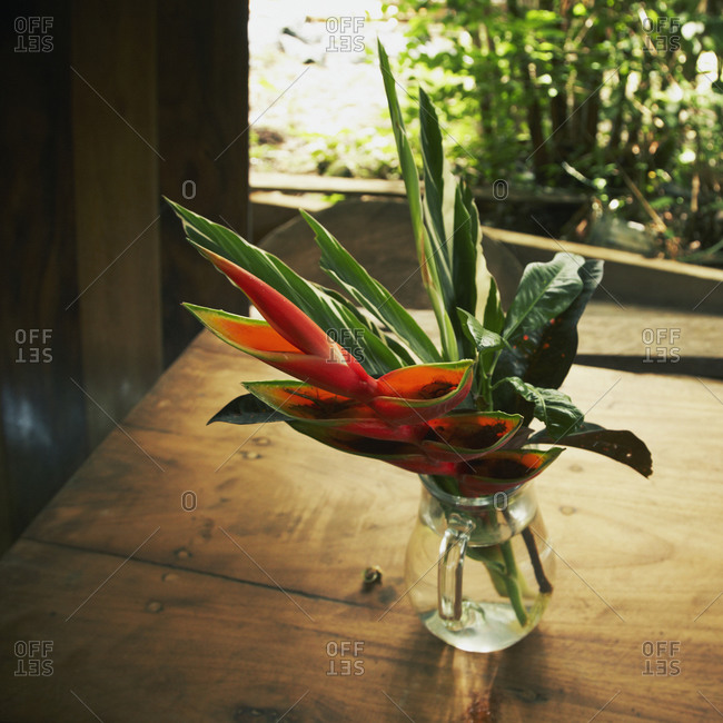 Fresh bird of paradise and leaves in flower vase on table
