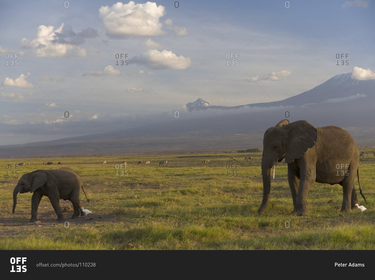 Elephants and other animals under Mount Kilimanjaro, Amboseli National Park, Kenya