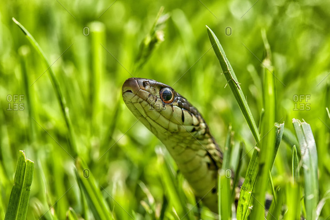 Close up of a garter snake in grass