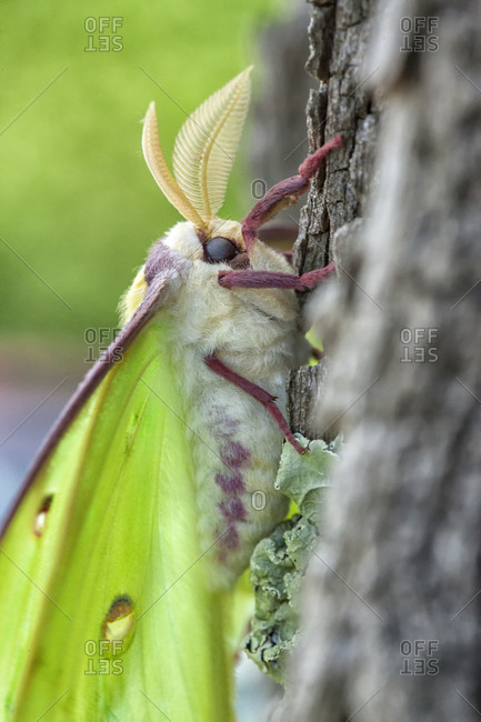 Luna Moth Stock Photos Offset
