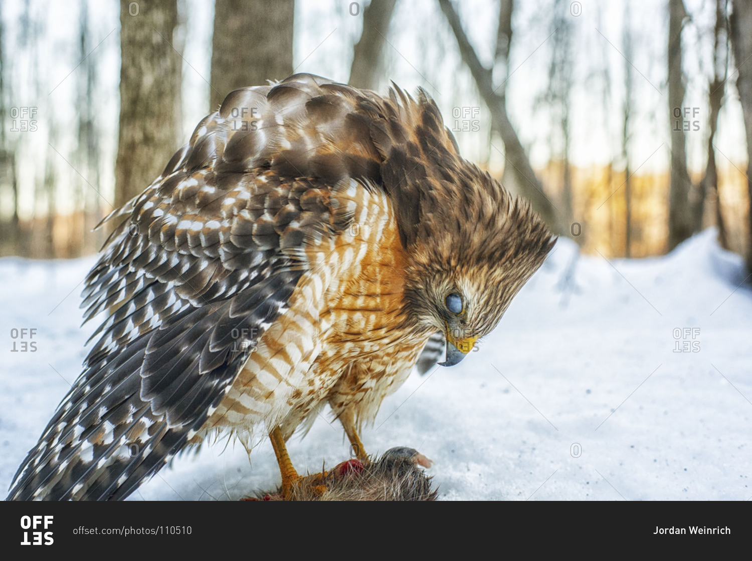 Red-shouldered hawk feeding on its prey