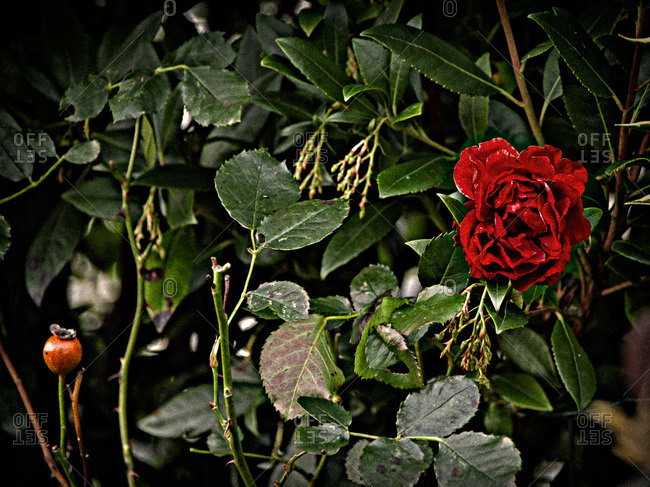 Close up of a red rose and a rose hip berry in a garden
