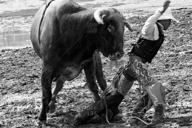 Bull riding in Galisteo, New Mexico, USA
