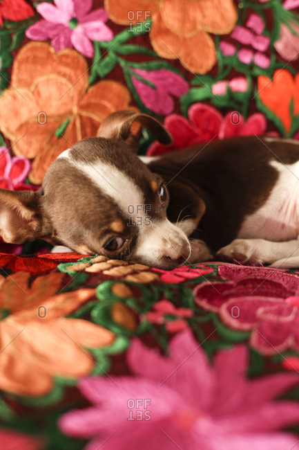 Chihuahua puppy on embroidered couch