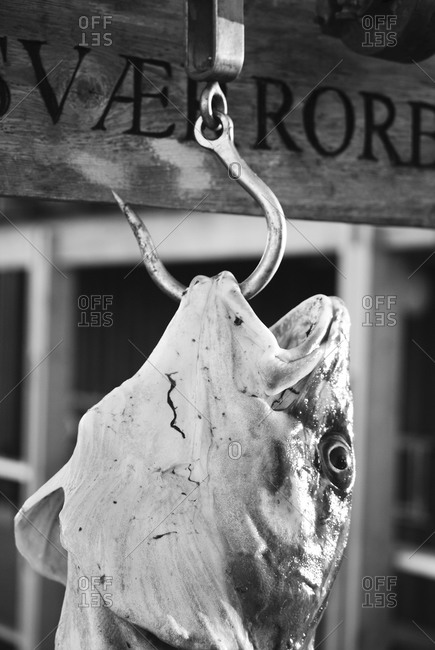 Big cod fish hanging on a hook in Lofoten island, Norway