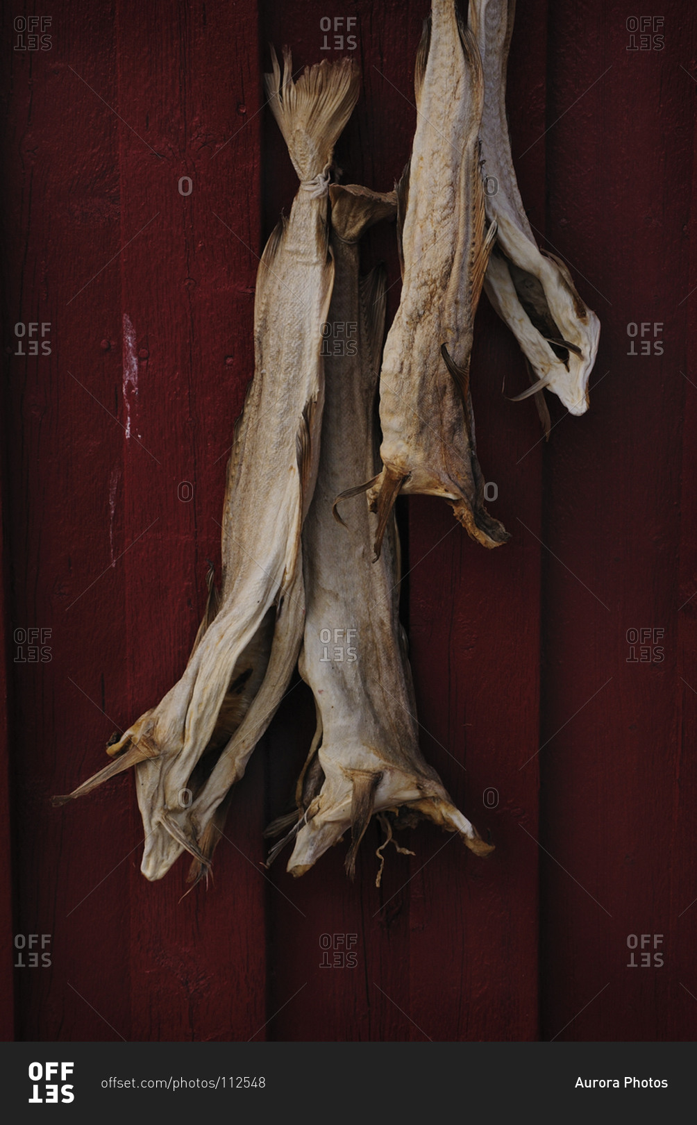 Dry salted cod fish on a red wall in Lofoten islands, Norway stock