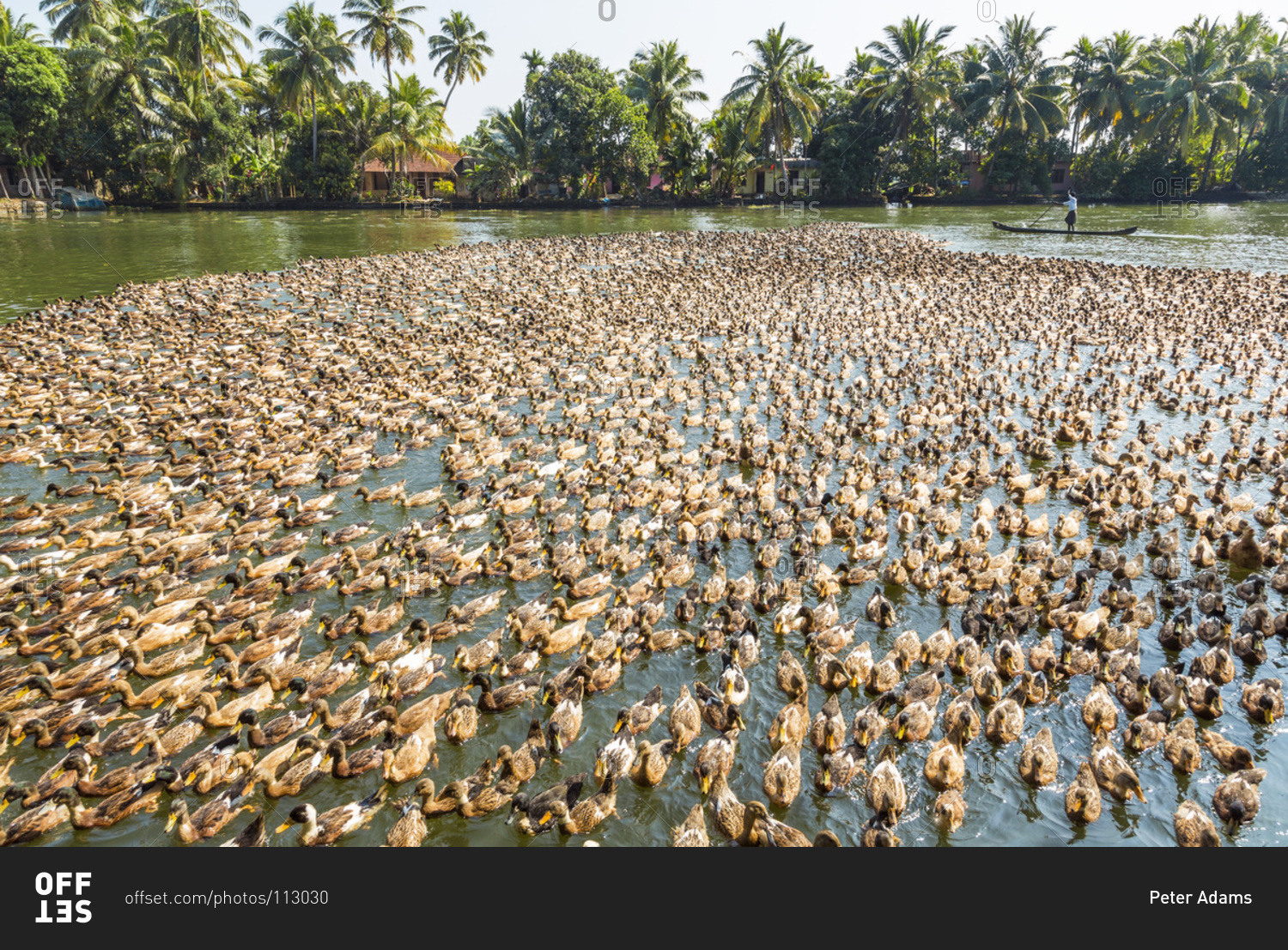 Kerala Backwaters Animals