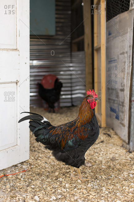 Portrait of a watchful rooster