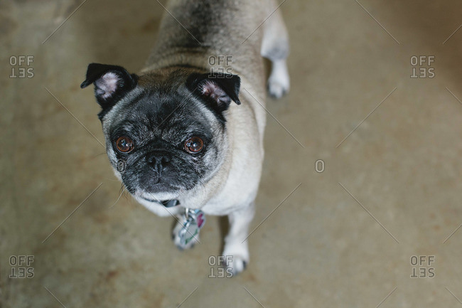 Portrait of a watchful pug