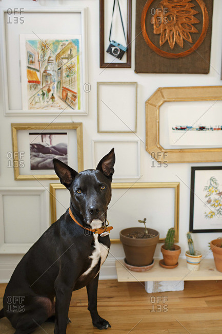 Portrait of a watchful black dog
