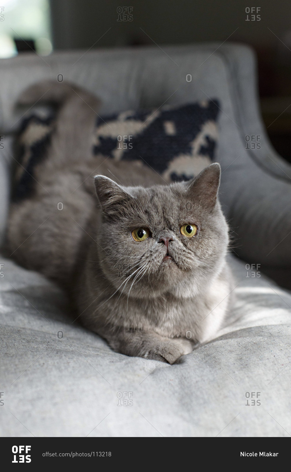 Grey Exotic Shorthair cat lying on a bed